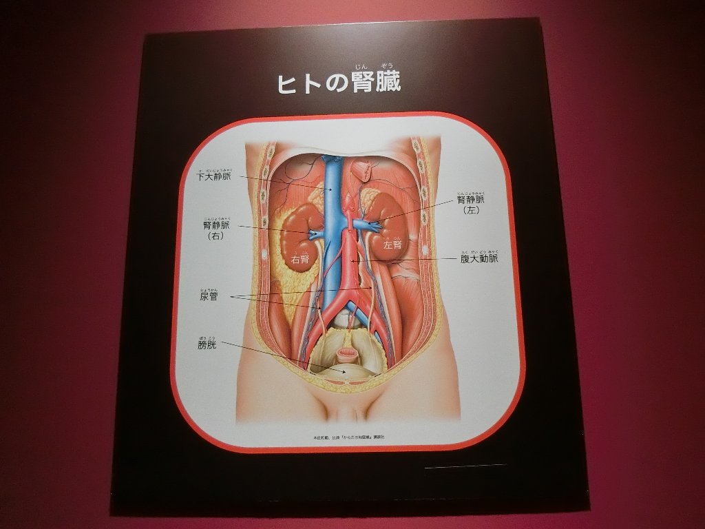 f:id:korokoroblog:20180331192018j:plain