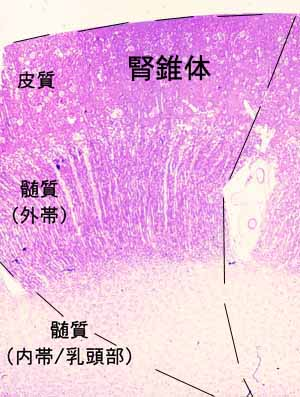 f:id:korokoroblog:20180401135817p:plain