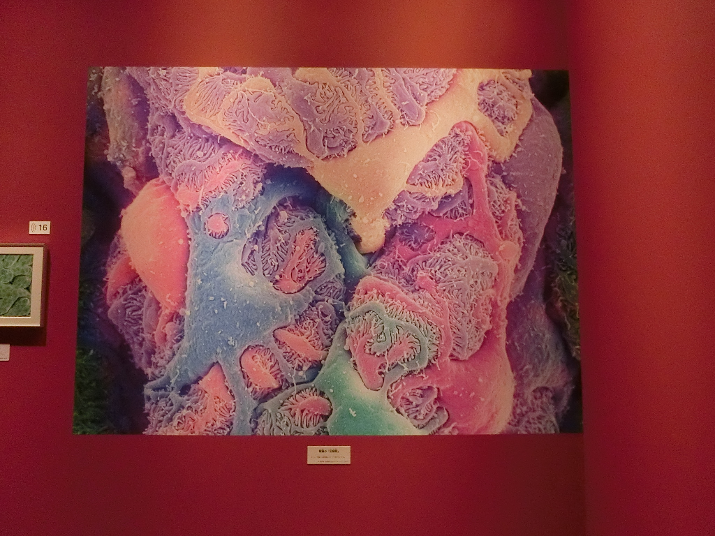 f:id:korokoroblog:20180401145451p:plain