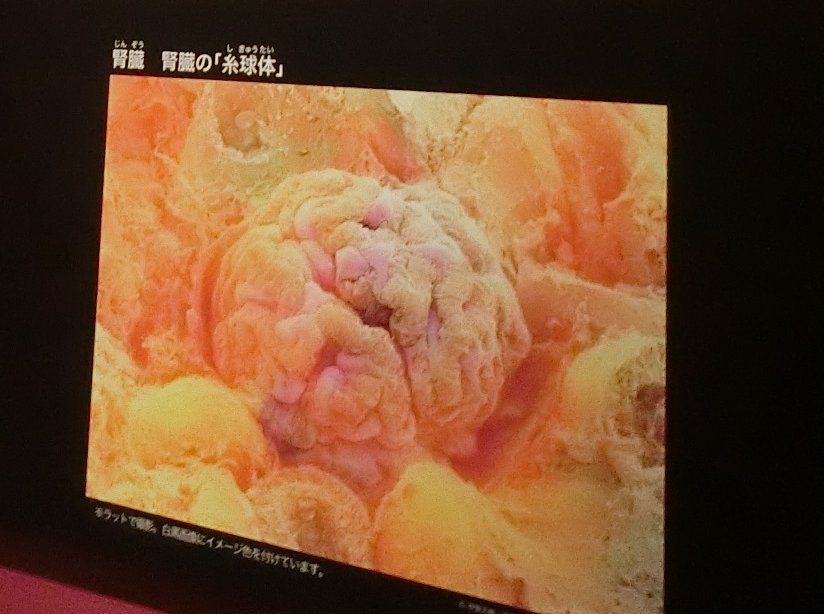 f:id:korokoroblog:20180401145528j:plain