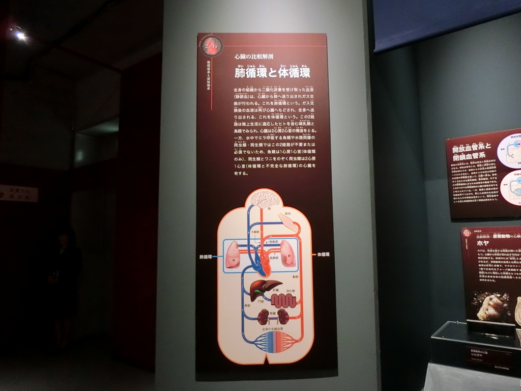 f:id:korokoroblog:20180404123147j:plain