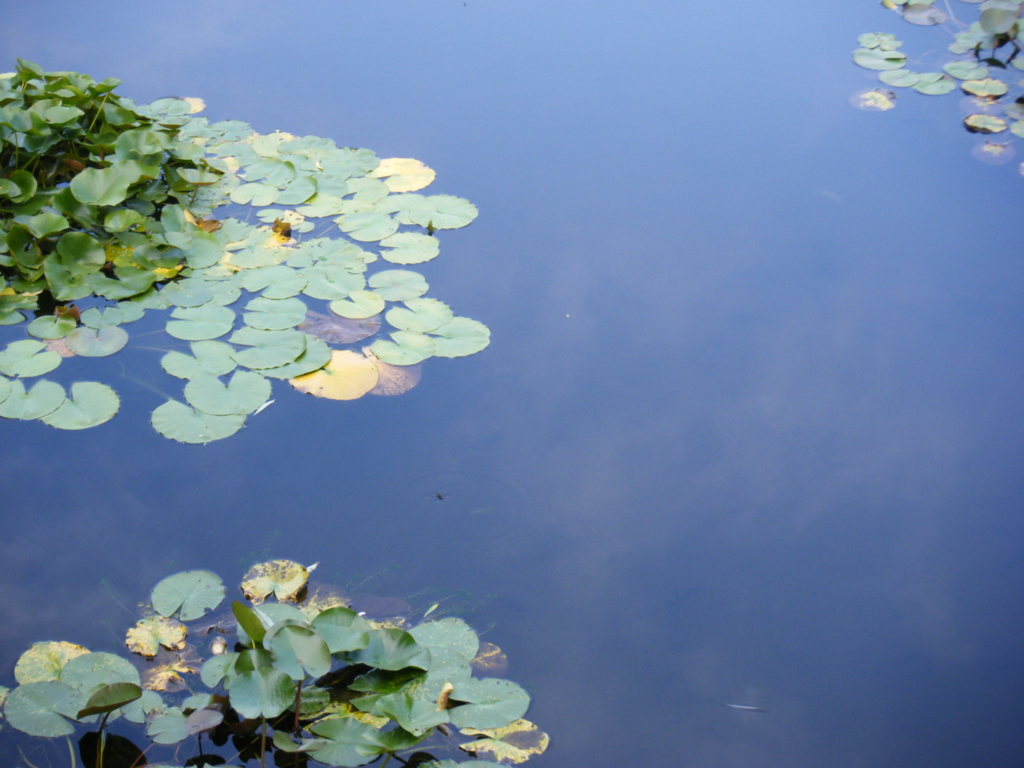 f:id:korokoroblog:20180815215314p:plain