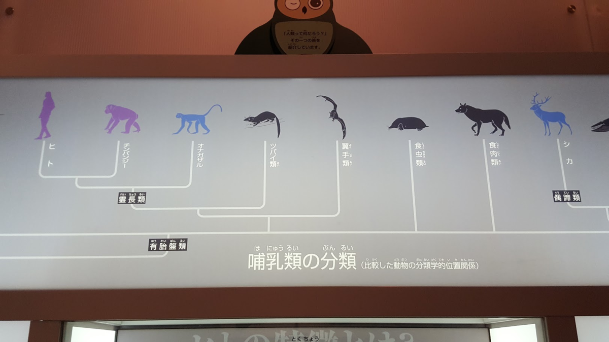 f:id:korokoroblog:20190728120017p:plain f:id:korokoroblog:20190728120017p:plain