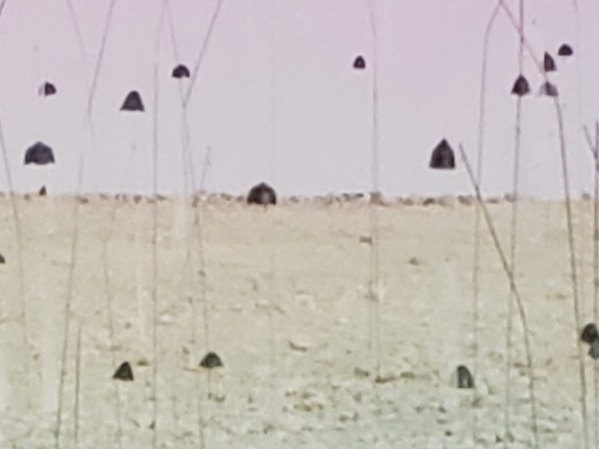 f:id:korokoroblog:20190808110420p:plain f:id:korokoroblog:20190808110420p:plain