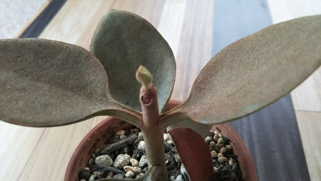 多肉植物の仙人の舞が水不足から脱出 Korokumi S Blog