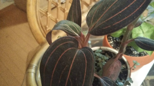 香港シュスラン 花芽見つけた Korokumi S Blog