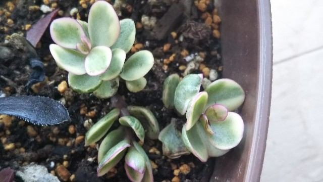 新たに仲間入り多肉ちゃんと花の蕾達 Korokumi S Blog