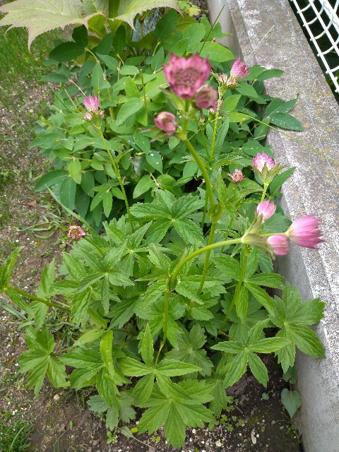 一年草 宿根草 夏の花 我が家の花達 第2弾 Korokumi S Blog 一年草 宿根草 夏の花 我が家の花達 第2弾 Korokumi S Blog