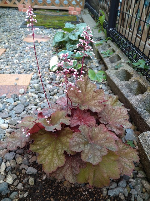 f:id:korokumi:20200927133234j:image