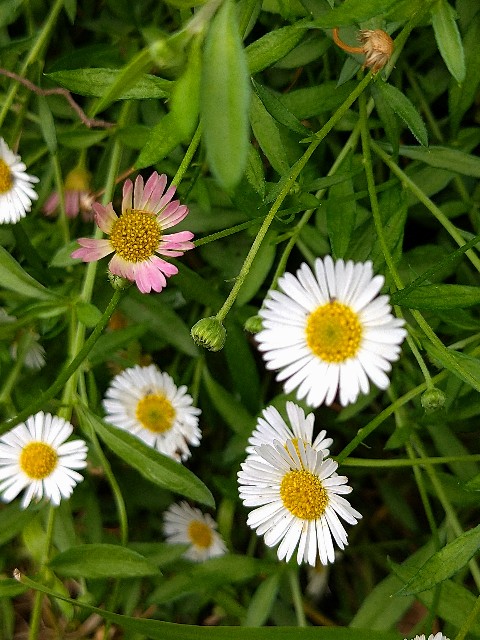 孔雀草一重咲き見事です 鉢植えコキアが紅葉中 Korokumi S Blog