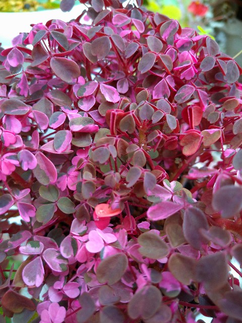 f:id:korokumi:20200927133445j:image