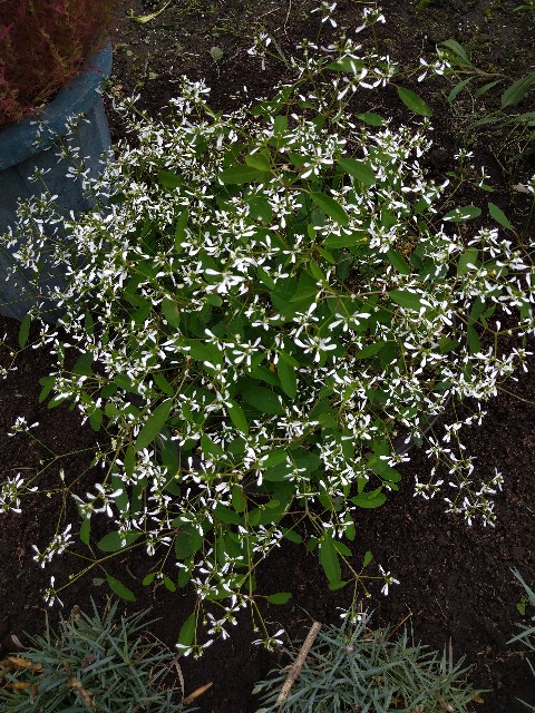 f:id:korokumi:20200927133511j:image