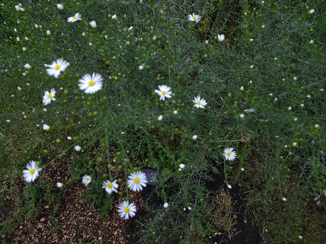 f:id:korokumi:20200927133621j:image