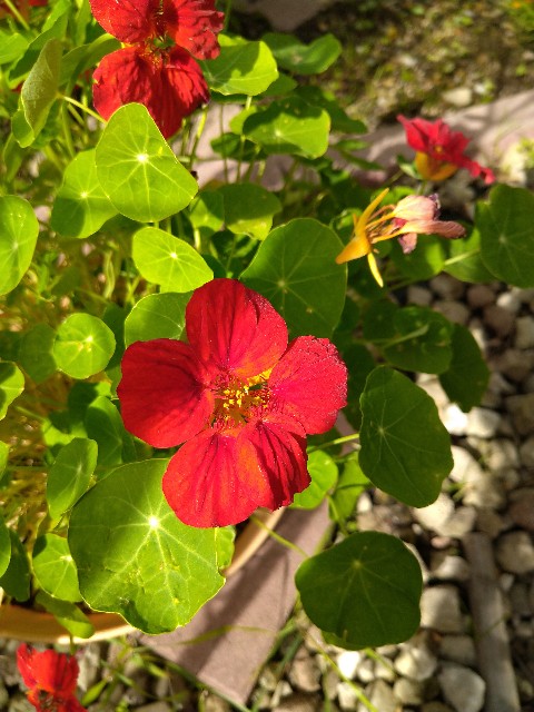 f:id:korokumi:20200927180935j:image