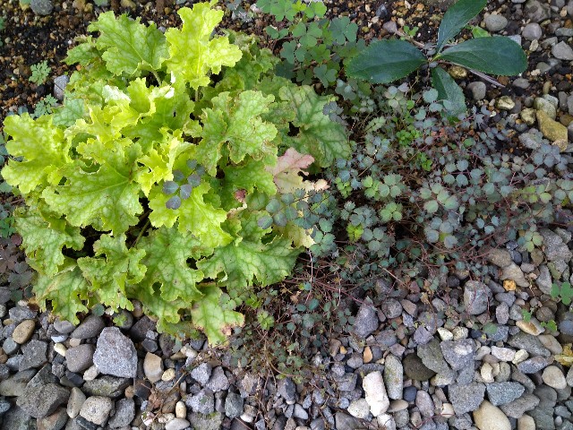 f:id:korokumi:20200927181336j:image