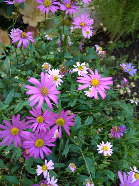 f:id:korokumi:20200927181826j:image