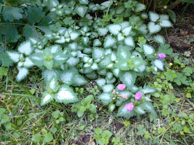 f:id:korokumi:20200927181848j:image