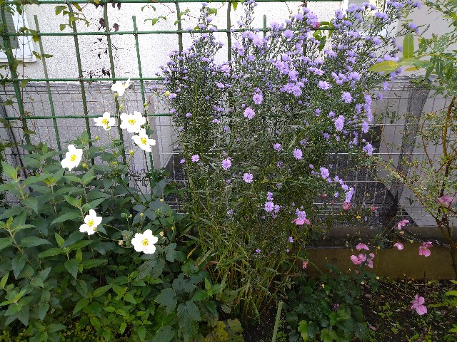 f:id:korokumi:20201005081532j:image