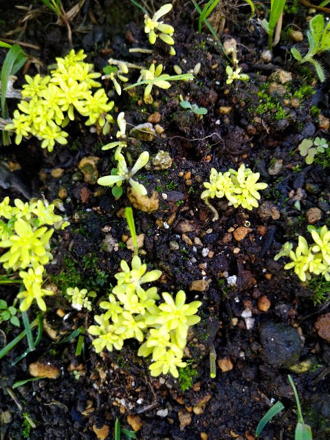 f:id:korokumi:20201005090654j:image