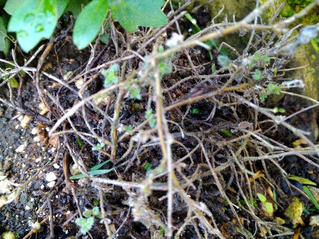 f:id:korokumi:20201005090836j:image