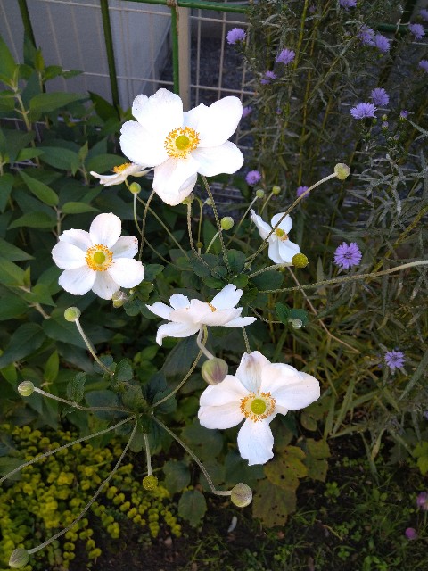 f:id:korokumi:20201005093602j:image