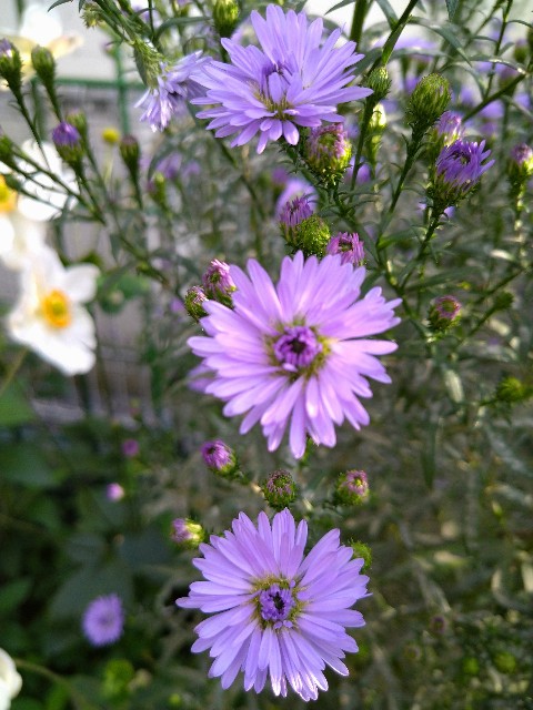 f:id:korokumi:20201005093630j:image