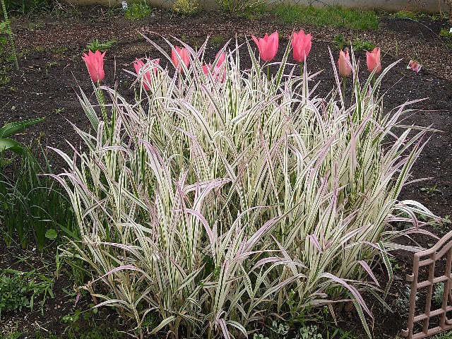 f:id:korokumi:20201005094319j:image