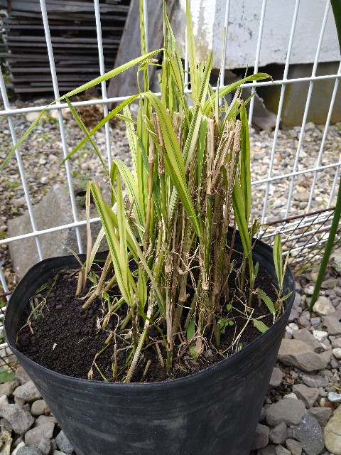 f:id:korokumi:20201005105617j:image