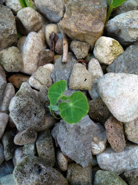 f:id:korokumi:20201005110256j:image