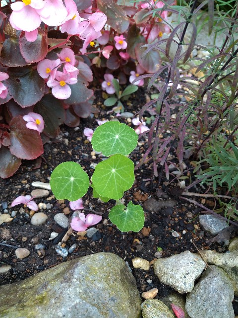 f:id:korokumi:20201005110739j:image