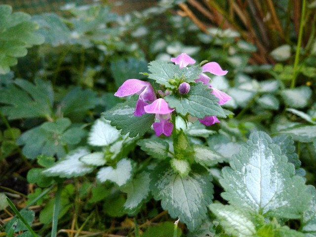 f:id:korokumi:20201005114627j:image