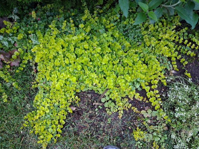 f:id:korokumi:20201005123226j:image