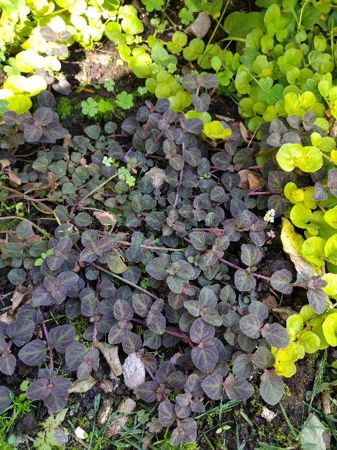 f:id:korokumi:20201005123810j:image