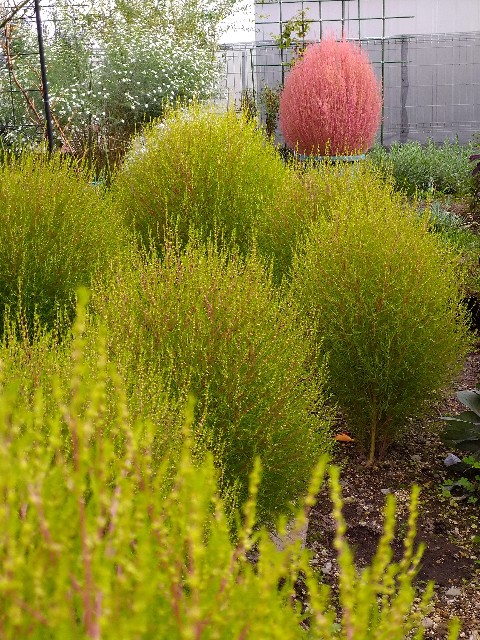 f:id:korokumi:20201005125750j:image