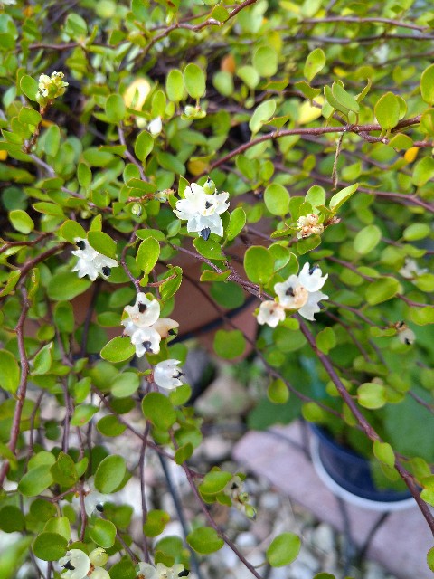 f:id:korokumi:20201005130109j:image