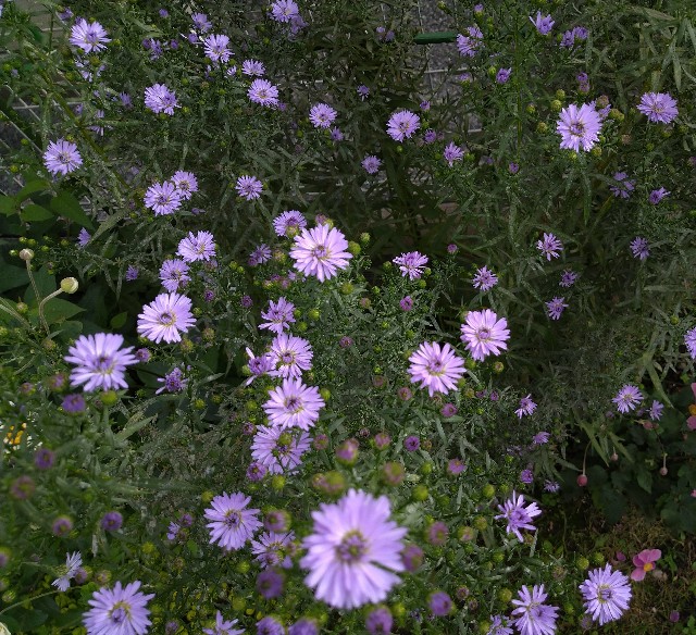 f:id:korokumi:20201005130305j:image