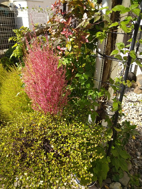 f:id:korokumi:20201005131347j:image