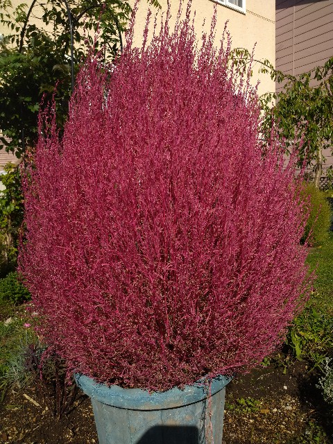 f:id:korokumi:20201005131531j:image