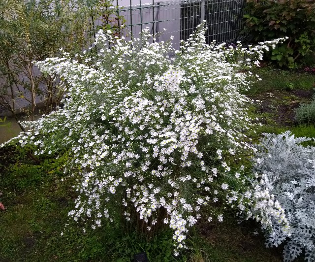 f:id:korokumi:20201005164900j:image