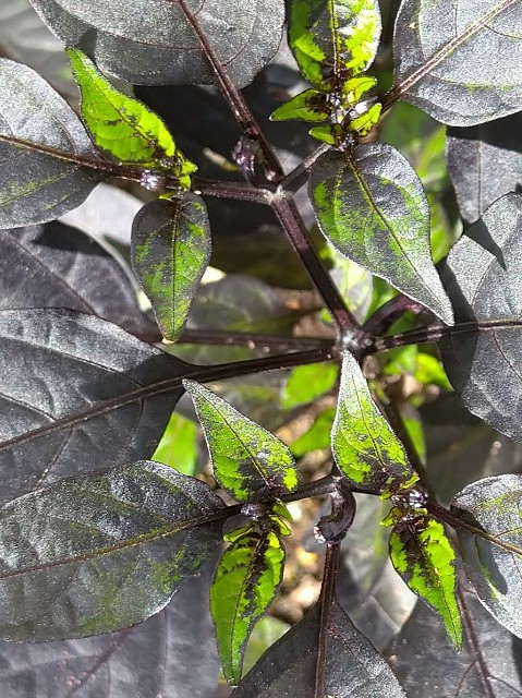 f:id:korokumi:20201005175121j:image