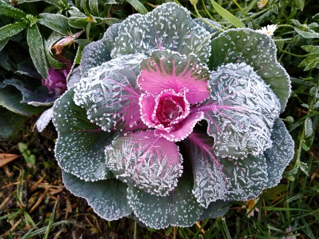 冬到来 冬支度 寒いけど美しく咲いてる花達 Korokumi S Blog
