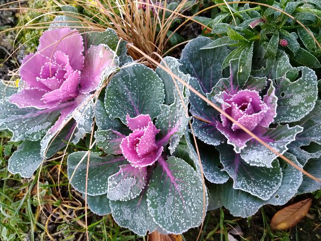 冬到来 冬支度 寒いけど美しく咲いてる花達 Korokumi S Blog