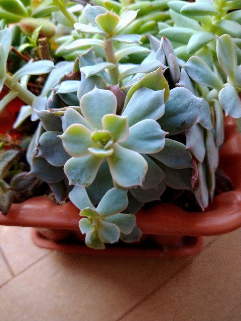 室内に移動してから 多肉植物悲惨 Korokumi S Blog