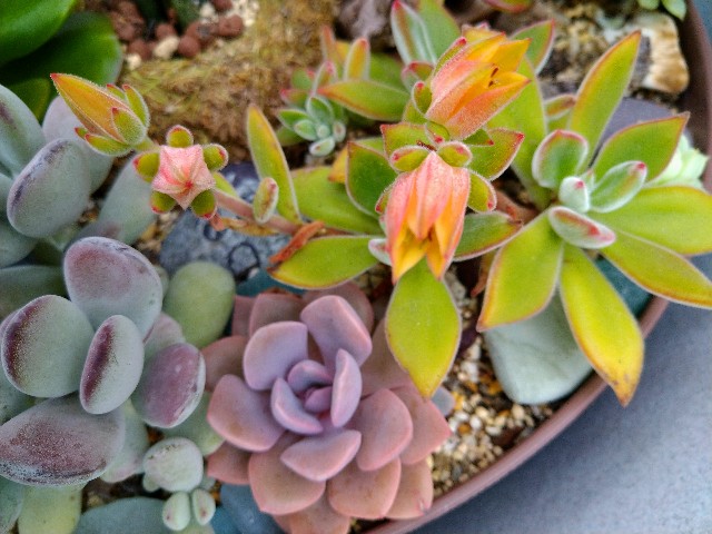 室内に移動してから 多肉植物悲惨 Korokumi S Blog