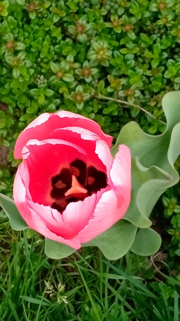 f:id:korokumi:20210429200606j:image f:id:korokumi:20210429200606j:image