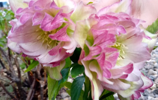 f:id:korokumi:20210501084736j:image f:id:korokumi:20210501084736j:image