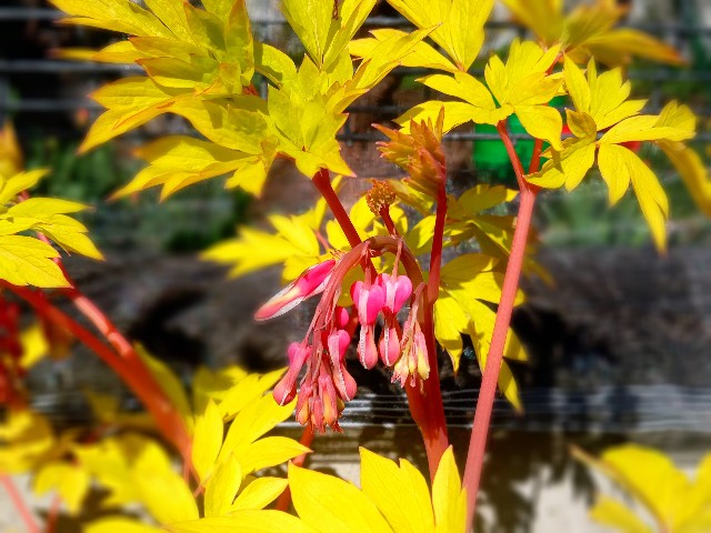 f:id:korokumi:20210501085750j:image f:id:korokumi:20210501085750j:image