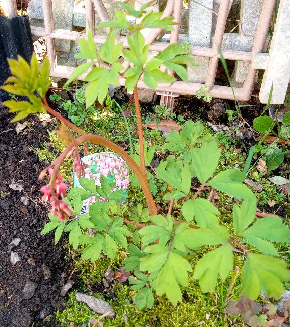 f:id:korokumi:20210501091303j:image f:id:korokumi:20210501091303j:image