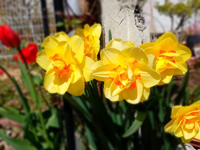 f:id:korokumi:20210501092811j:image f:id:korokumi:20210501092811j:image