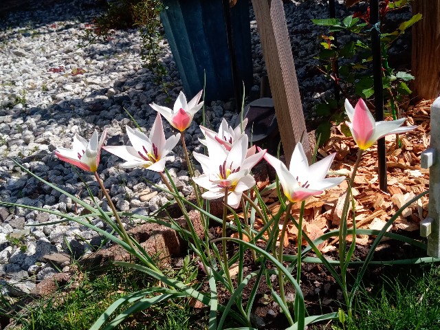 f:id:korokumi:20210501092855j:image f:id:korokumi:20210501092855j:image